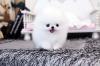 Puppies for sale Germany, Bonn , pomeranian