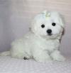 Puppies for sale Italy, Milan Maltese