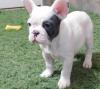 Puppies for sale Netherlands, Amsterdam French Bulldog