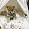 Puppies for sale Italy, Naples , Shiba Inu
