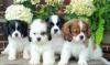 Puppies for sale Greece, Athens King Charles Spaniel