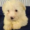 Puppies for sale United Kingdom, Grimsby Maltese