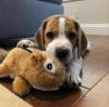 Puppies for sale Italy, Brescia Beagle