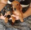 Puppies for sale Ireland, Dublin Dachshund