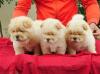 Puppies for sale Ireland, Cork Chow Chow