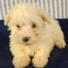 Puppies for sale United Kingdom, Belfast Maltese