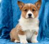 Puppies for sale Italy, Genoa , WELSH CORGI PEMBROKE