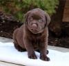 Puppies for sale Russia, Blagoveshchensk Labrador Retriever