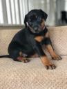 Puppies for sale Cyprus, Larnaca Doberman