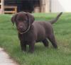 Puppies for sale Russia, Moscow , Labradors Puppies