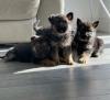 Puppies for sale United Kingdom, Sheffield German Shepherd Dog