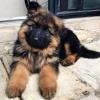 Puppies for sale Germany, Aachen German Longhaired Pointer
