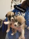 Puppies for sale Russia, Moscow Staffordshire Bull Terrier