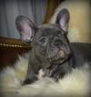 Puppies for sale Greece, Athens French Bulldog