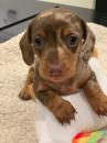 Puppies for sale Netherlands, Maastricht Dachshund