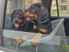 Puppies for sale Czech Republic, Bratislava Doberman