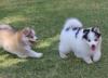 Puppies for sale Sweden, Norcheping , pomsky