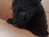 Puppies for sale Czech Republic, Brno Scotch-terrier