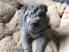 Puppies for sale Germany, Stuttgart Shar Pei