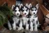 Puppies for sale Latvia, Riga Haski, Blue Eyes Siberian Husky Puppies