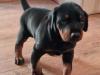Puppies for sale Spain, Alicante Doberman
