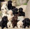 Puppies for sale Portugal, Lisbon Labrador Retriever