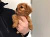 Puppies for sale France, Montpellier King Charles Spaniel