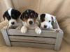 Puppies for sale Denmark, Aalborg Jack Russell Terrier