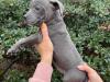 Puppies for sale United Kingdom, London Staffordshire Bull Terrier