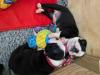 Puppies for sale Portugal, Braga Boston Terrier