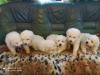 Продам щенка Россия, Тверь Пиренейская горная собака