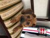 Puppies for sale Malta, Valletta Shar Pei