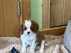 Puppies for sale Netherlands, Breda King Charles Spaniel