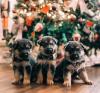 Puppies for sale Portugal, Faro German Shepherd Dog