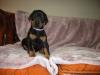 Puppies for sale Lithuania, Vilnius Doberman