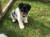 Puppies for sale Germany, Bonn Fokxterer