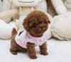 Puppies for sale Ireland, Cork Toy-poodle