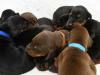 Puppies for sale Malta, Valletta Doberman