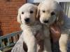 Puppies for sale Spain, Madrid Golden Retriever