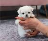 Puppies for sale Sweden, Norcheping Maltese