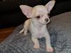 Puppies for sale France, Moulin Chihuahua