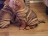Puppies for sale Czech Republic, Prague Shar Pei