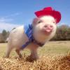 Puppies for sale France, Perpignan , pigs