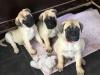Puppies for sale United Kingdom, Belfast Bullmastiff