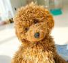 Puppies for sale Spain, Valladolid Toy-poodle