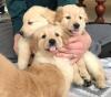 Puppies for sale Italy, Rimini Golden Retriever