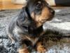 Puppies for sale Spain, Barcelona Dachshund