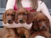 Puppies for sale Portugal, Lisbon Irish Setter