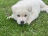 Puppies for sale France, Limoges Akita