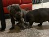 Puppies for sale United Kingdom, Sunderland Staffordshire Bull Terrier